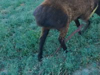 ஆண் ஆடு, Qashqai sheep — புகைப்படம் 2