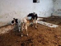 牛只（批次，未指定性别）, Simmental cattle — 照片 4