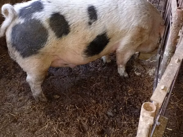 Knur, Świnie