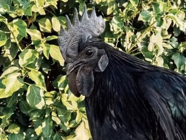 Ayam Cemani