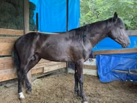 Hengst, French Trotter — Foto 1