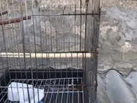 Böyük ölçülü quş qəfəsi - Material: metal barmaqlıqlar, plastik — 照片 2