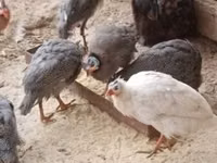 Guinea fowl — الصورة 5