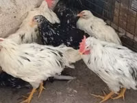 Chickens — புகைப்படம் 2