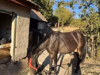 母马, Friesian — 照片 2