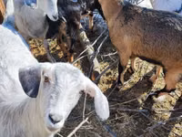 Chèvre, Alpine goat — photo 8