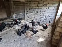 أمريكان غيم — الصورة 5