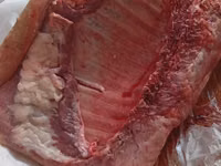 公猪, Pigs — 照片 3