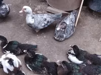 Ducks — ფოტო 3