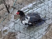 Geese — 8-сурет