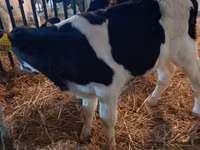 सांड, Russian Black pied cattle — फ़ोटो 5
