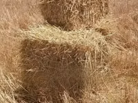 Hay Bales and Rhodes Grass — фото 1