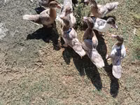 Ducks — photo 3