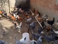 Chickens — zdjęcie 2
