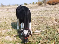 गाय, Russian Black pied cattle — फ़ोटो 5
