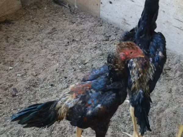 Gallinas Shamo