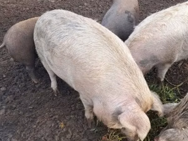 Locha, Świnie