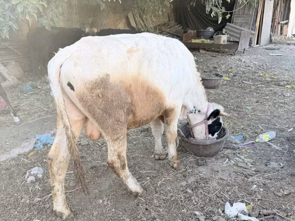 Boğa, Sığır