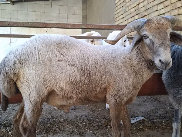 Bélier, Moutons