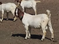बकरियाँ (लॉट, लिंग निर्दिष्ट नहीं), Boer goat — फ़ोटो 5
