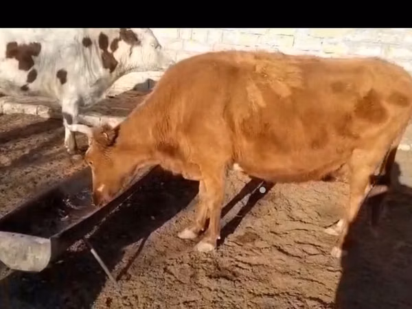 母牛, Latvian Blue cattle