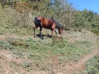 კვიცი, ცხენები — ფოტო 8
