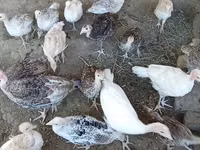 Turkeys — photo 2