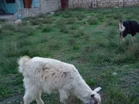 Keçi, Alpine goat — foto 1