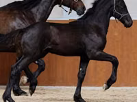 Айғыр, Appaloosa — 1-сурет