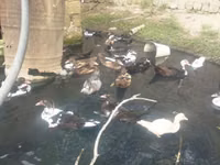 Evcil Misk ördeği — foto 4
