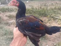 Chickens — zdjęcie 5