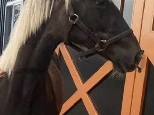 Cheval, Rocky Mountain Horse
