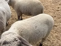 Qoç, Tsigai sheep — foto 2