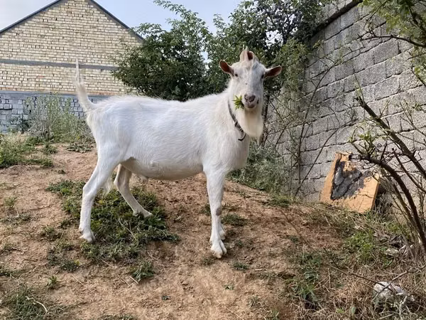 Kozy (partia, płeć nieokreślona), Saanen goat