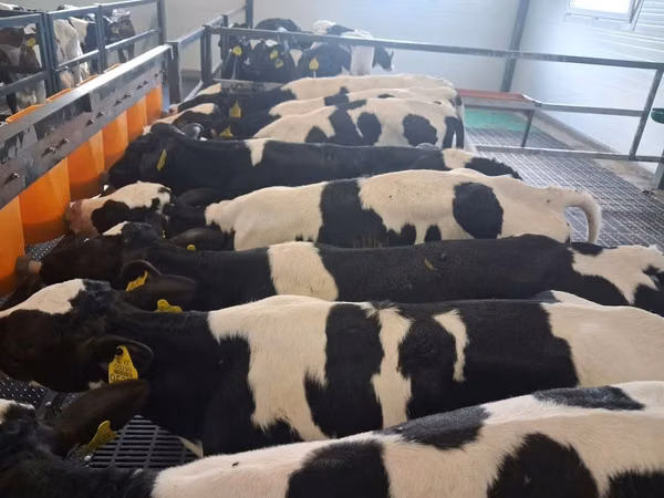 ხარი, Russian Black pied cattle
