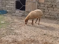 Ram, Sheep — photo 3