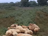 Sheep (batch, sex not specified), Sheep — photo 3
