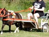 At, Miniature horse — foto 8