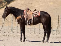 ცხენი, Friesian — ფოტო 4