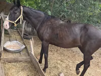 Jument, Chevaux — photo 4