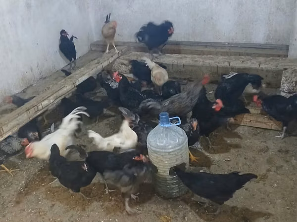 Australorp