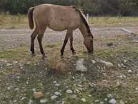 Kobyła, Azerbaijan horse — zdjęcie 1