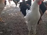 Chickens — Foto 4