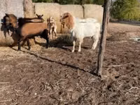 Widder, White Suffolk sheep — Foto 6