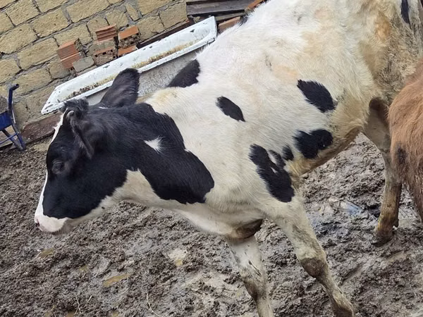ძროხა, Ukrainian Red Pied Dairy cattle