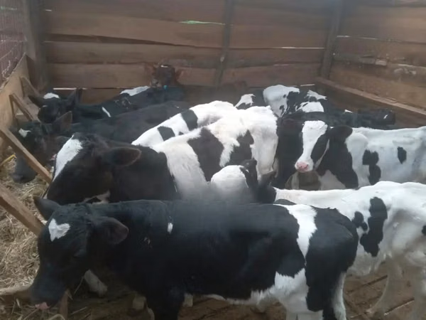 İribuynuzlu mal-qara (partiya, cinsi göstərilməyib), Russian Black pied cattle