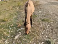 Kobyła, Azerbaijan horse — zdjęcie 3