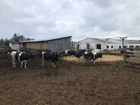 İnek, Holstein ırkı — foto 1