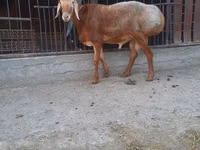 Baran, Saryarka sheep — zdjęcie 1