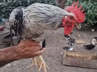 Chickens — Foto 2